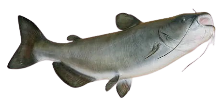 Blue Catfish