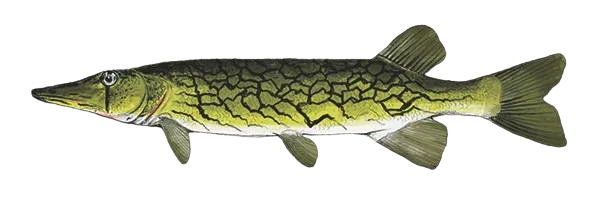 Chain Pickerel