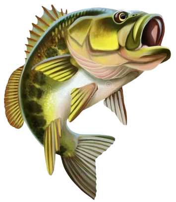 Largemouth Bass