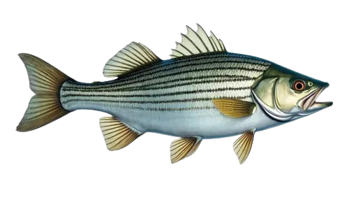 Striped Bass